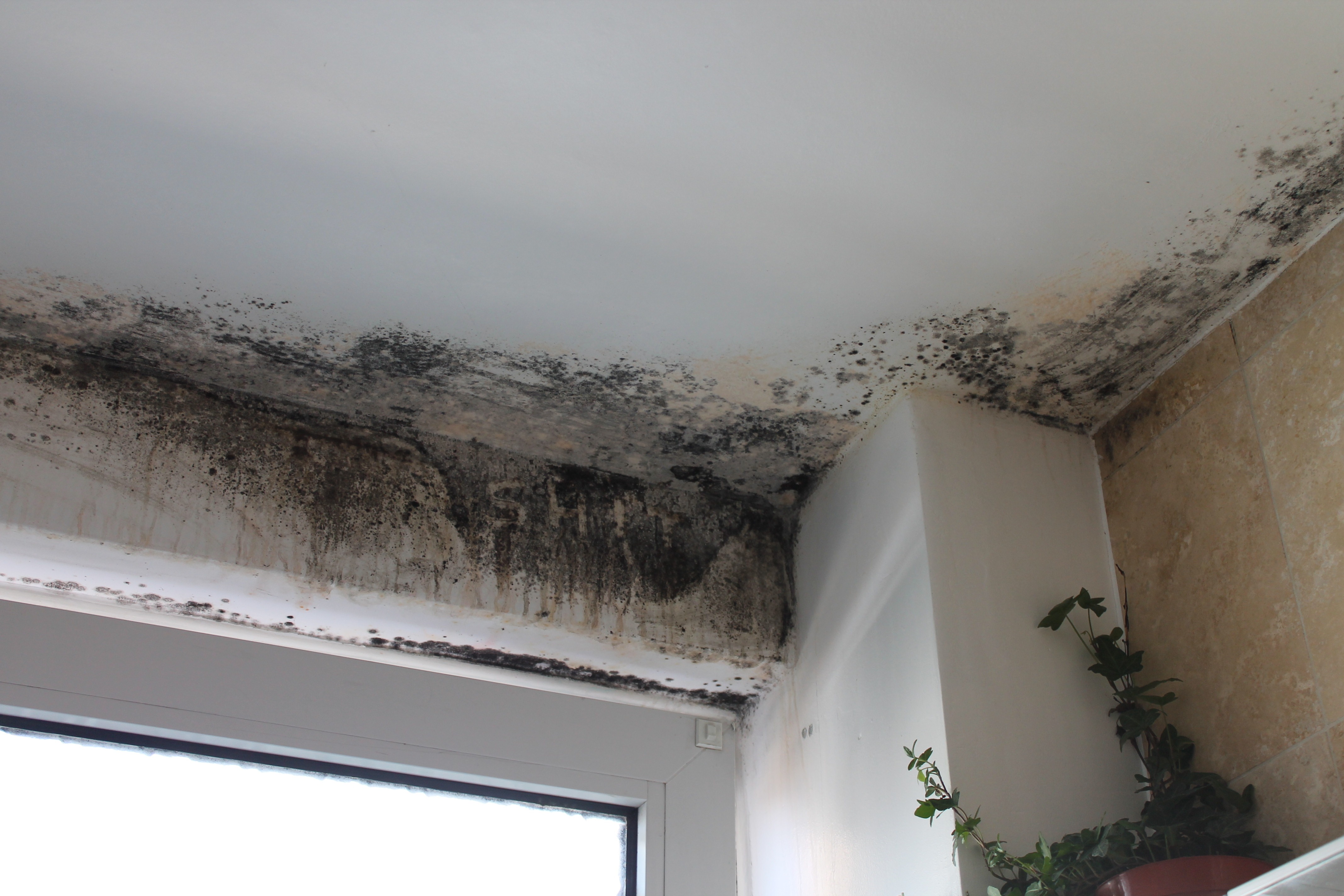 Damp-Mould-2