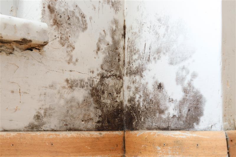 damp-and-mould